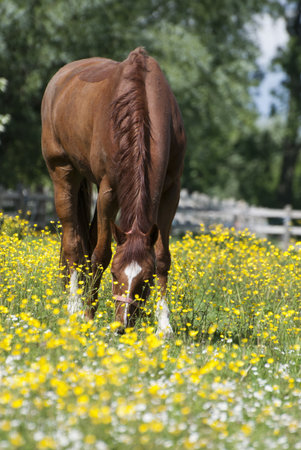 Brown horse grazing in a field of daisies on a sunny summer dayの写真素材