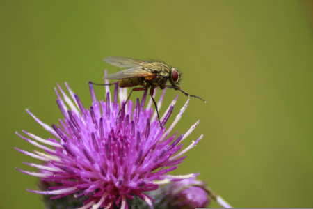 Fly on a purple thistle flower in the nature. Macro photography