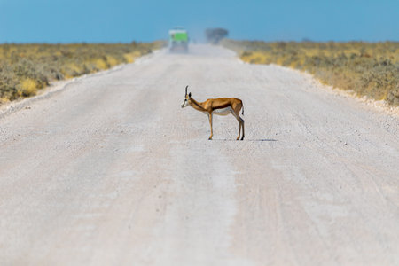 Springbok antelope in Namibian savanna, Namibia
