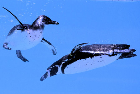 African penguins (Spheniscus demersus) in the waterの写真素材