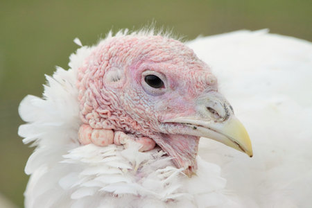 Close up portrait of a white turkey with pink feathers on the headの写真素材