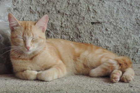 ginger cat sleeping on the floor.の写真素材