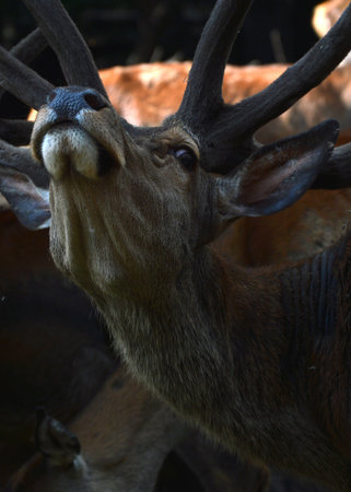 deer portrait, closeup of head and neckの写真素材