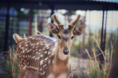 Sika deer in the zoo, Thailand. (Selective focus)の写真素材
