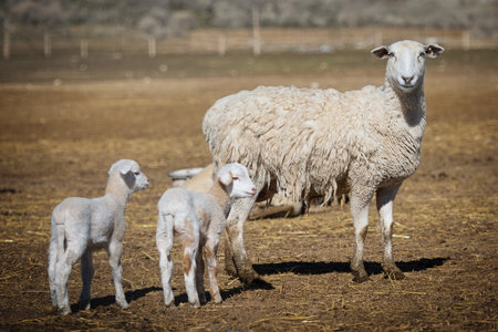 Sheep and lambs on a farm, shallow depth of fieldの写真素材