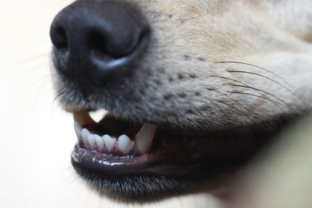 Close-up of a dog's teeth. Shallow depth of field.