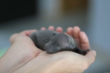 Newborn puppy chihuahua in the hands of a womanの写真素材