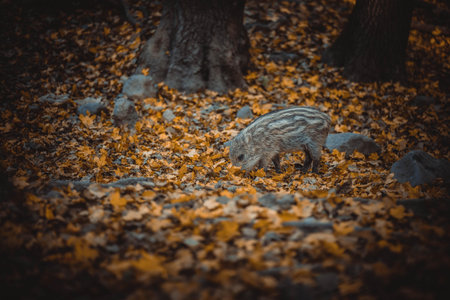 Wild boar in the autumn forest. Wild boar in the autumn forest.
