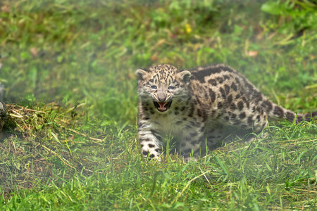Snow leopard (Panthera uncia) in captivityの写真素材