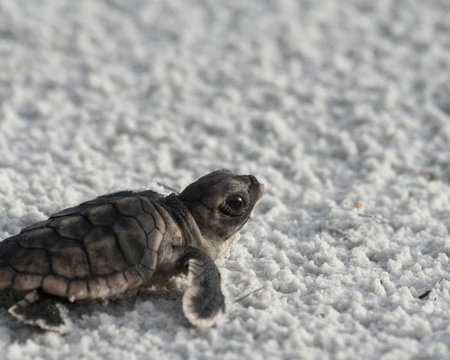 Little baby sea turtle on the snow, closeup of photoの写真素材