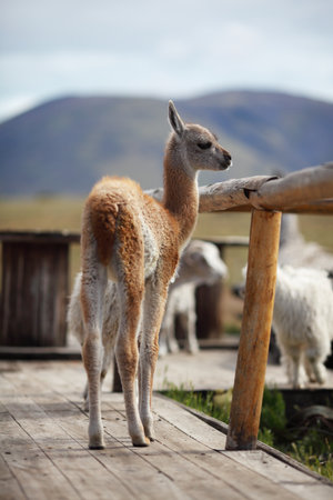 Llama (Vicugna pacos) in the Andesの写真素材