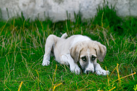 Puppy on green grass in the park. Selective focus.の写真素材