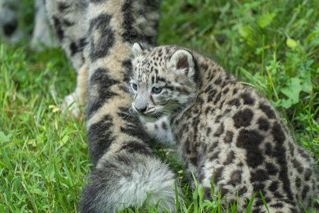 Baby snow leopard