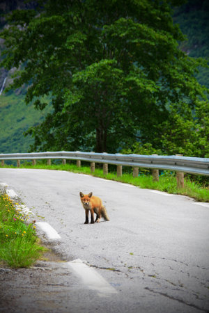 red fox on the road in the mountains of Norway, Scandinaviaの写真素材