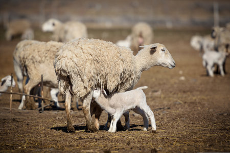Sheep and lambs on a farm in the spring, closeup
