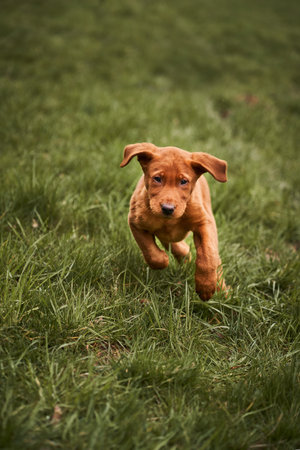 Adorable little Rhodesian Ridgeback puppy running in the grass.の写真素材