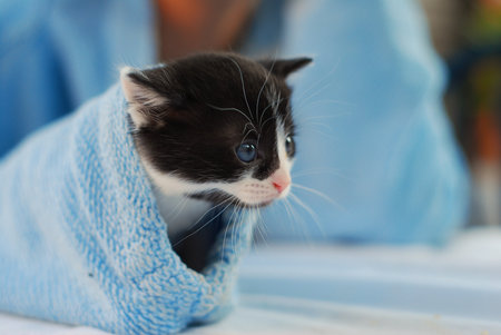 Cute little kitten under a blue towel. Selective focus.の写真素材