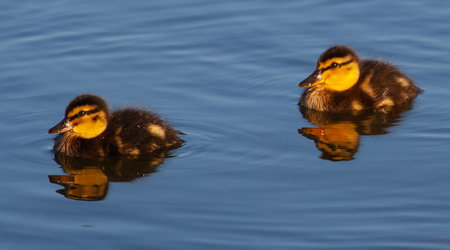 Ducklings swimming in the water with reflection in the water.の写真素材