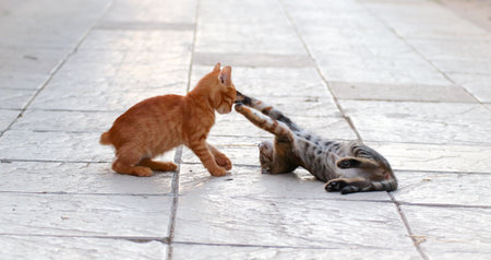 Kittens play with each other on the street in Istanbul, Turkeyの写真素材