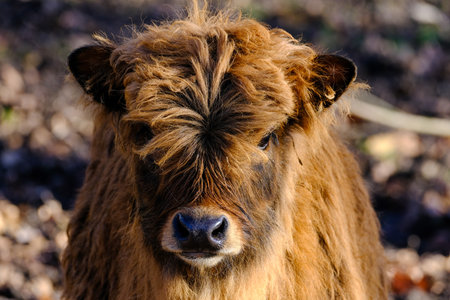 Portrait of a highland cow in the field, close-upの写真素材