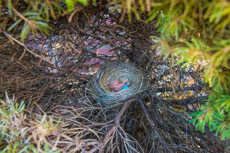 Nest of a bird in the branches of a pine tree.