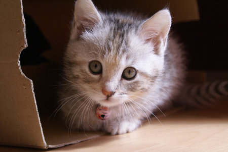 Cute little kitten in a cardboard box on a wooden floor.の写真素材