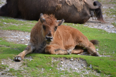 Bison (Bison bonasus) is a large, even-toed bison native to North America.の写真素材