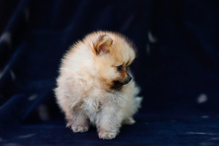 puppy of pomeranian spitz on a black backgroundの写真素材