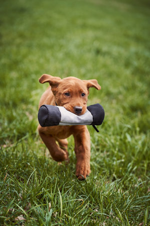 Puppy running on green grassの写真素材