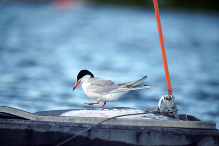 Little tern on a fishing boat in the Baltic Sea, Poland