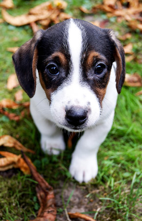Portrait of a cute purebred puppy beagle on the grassの写真素材