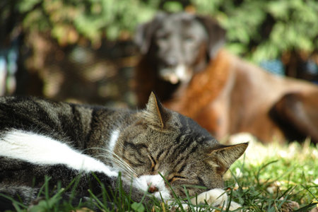 Cat sleeping on the grass with a dog and a dog in the backgroundの写真素材