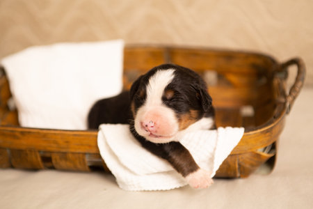 Newborn Bernese Mountain Dog in a basket on a white towelの写真素材