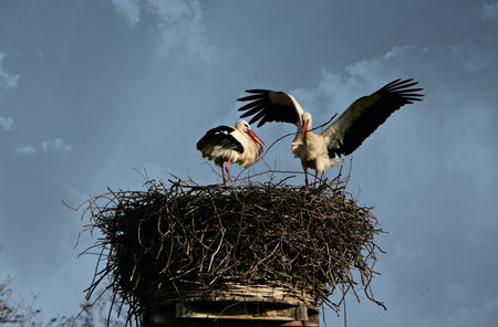 Two storks in a nest on a background of the blue sky
