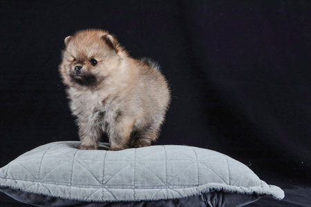 Pomeranian puppy on a pillow on a black background. Studio shot.の写真素材