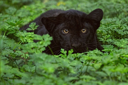 Black leopard in the grass. Big cat.の写真素材