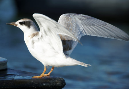 seagull on the beach, close-up of a birdの写真素材