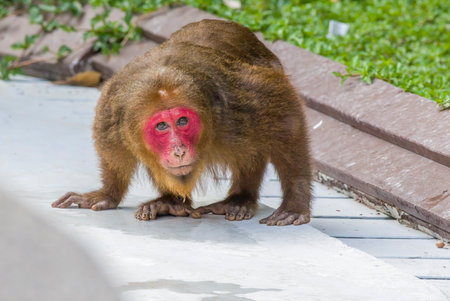 monkey in the park at bangkok province, Thailand. (macaca mulatta)