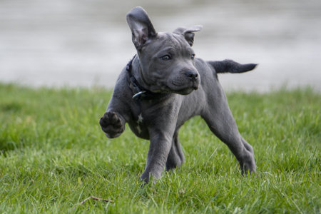 A blue American Staffordshire Terrier puppy running in the grass.の写真素材