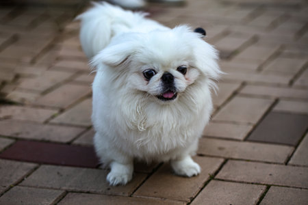 Dog sitting on the ground. Selective focus.