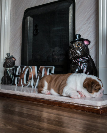 Cute English Bulldog puppy sleeping next to a fireplace in the roomの写真素材