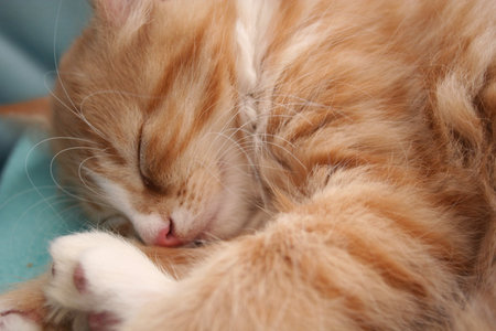 Cute ginger cat sleeping on the bed, close-up.の写真素材