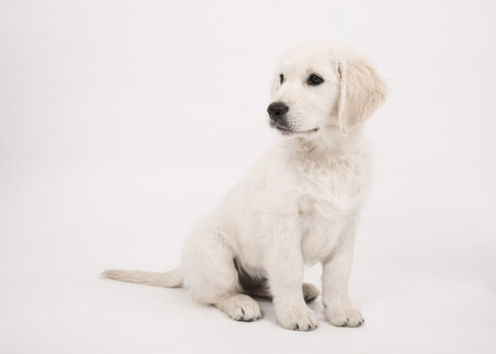 Studio shot of a puppy sitting on white background.の写真素材