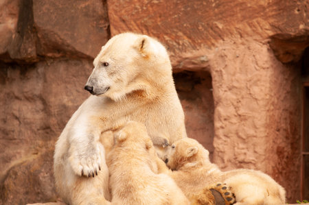 Polar bear (Ursus maritimus) mother with cubsの写真素材
