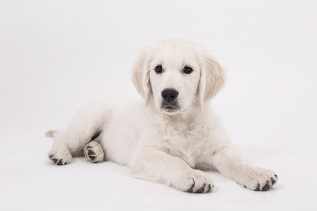 Studio shot of a cute puppy lying on white background.の写真素材