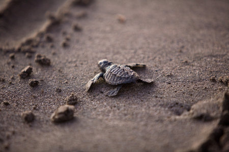 Baby Sea Turtle coming out of the sea on the sand. Shallow depth of field.の写真素材