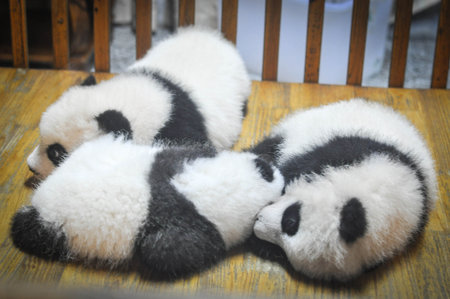 Cute panda sleep on wooden chair.の写真素材