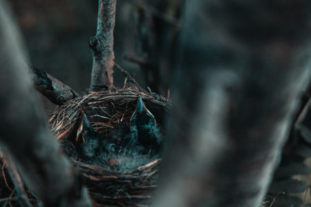 Baby birds in the nest. Russia, the Ryazan region (Ryazanskaya oblast), the Pronsky District.の写真素材