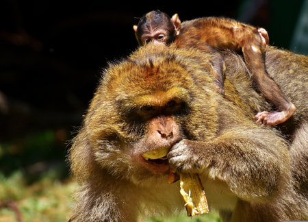 Barbary Macaque eating a bananaの写真素材