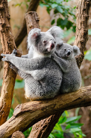 Koala mother and her baby on a tree branch in the forestの写真素材